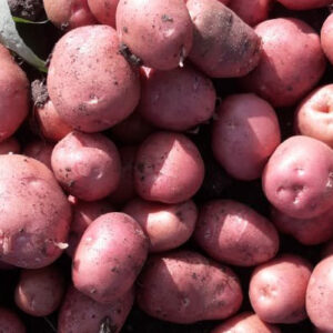 lady rosetta potatoes