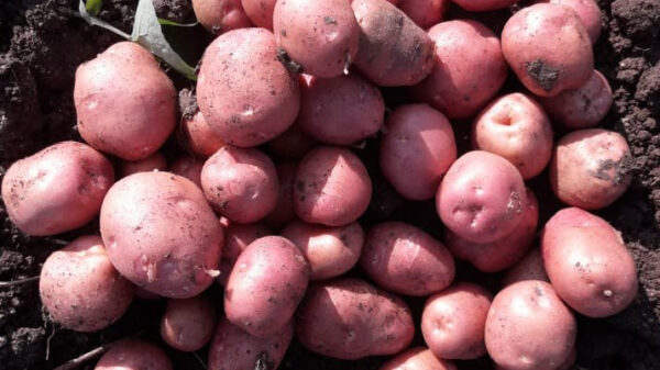 lady rosetta potatoes